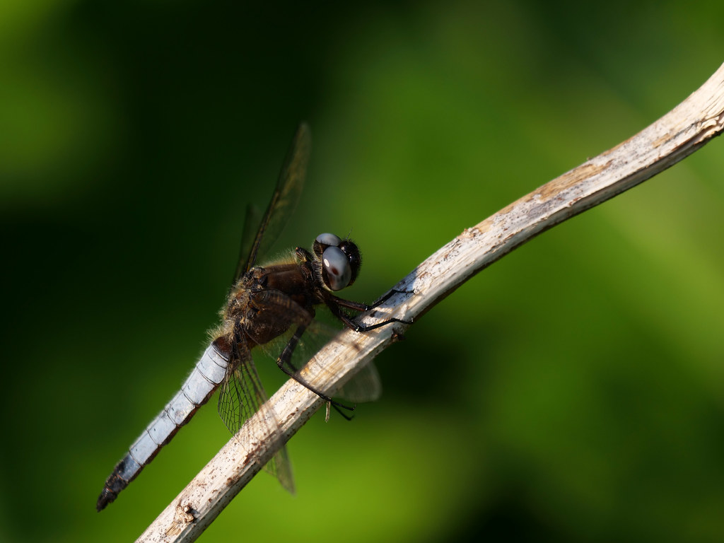 Spitzenfleck . Libellula fulva (Müller 1764) . Libellule fauve . Scarce chaser . Bruine korenbout