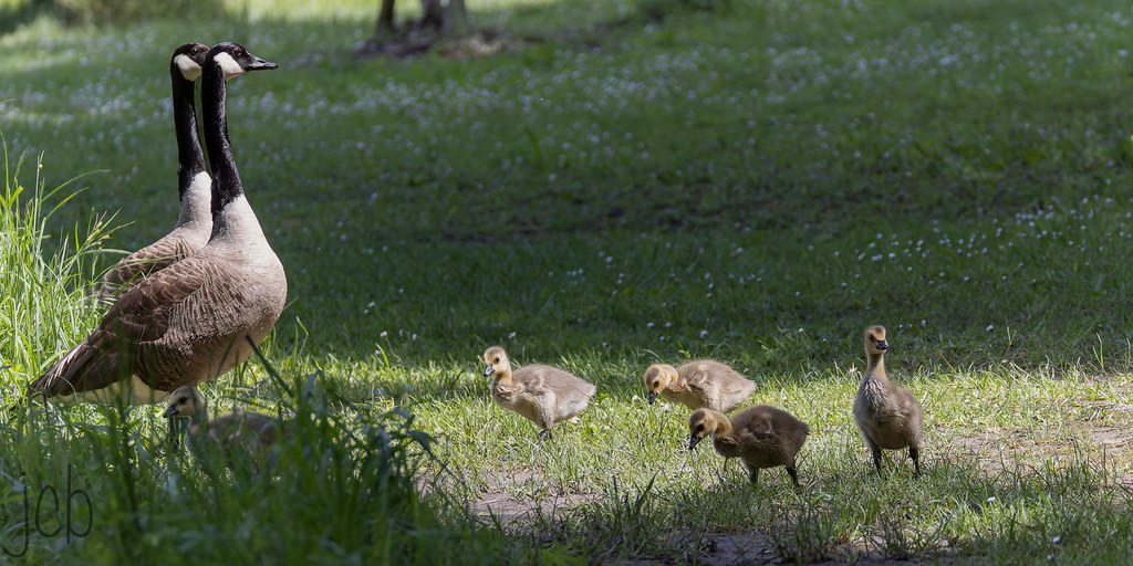 Famille de bernaches