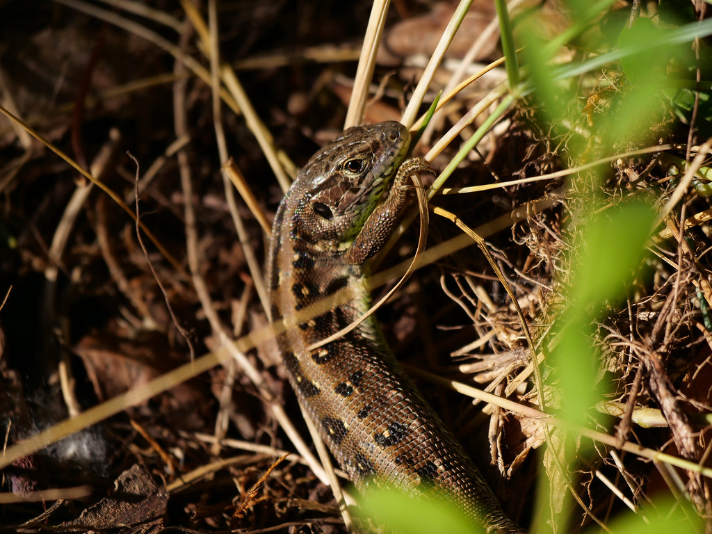 Zauneidechse . Lacerta agilis (Linnaeus, 1758) . Lézard des souches . Sand lizard . Zandhagedis