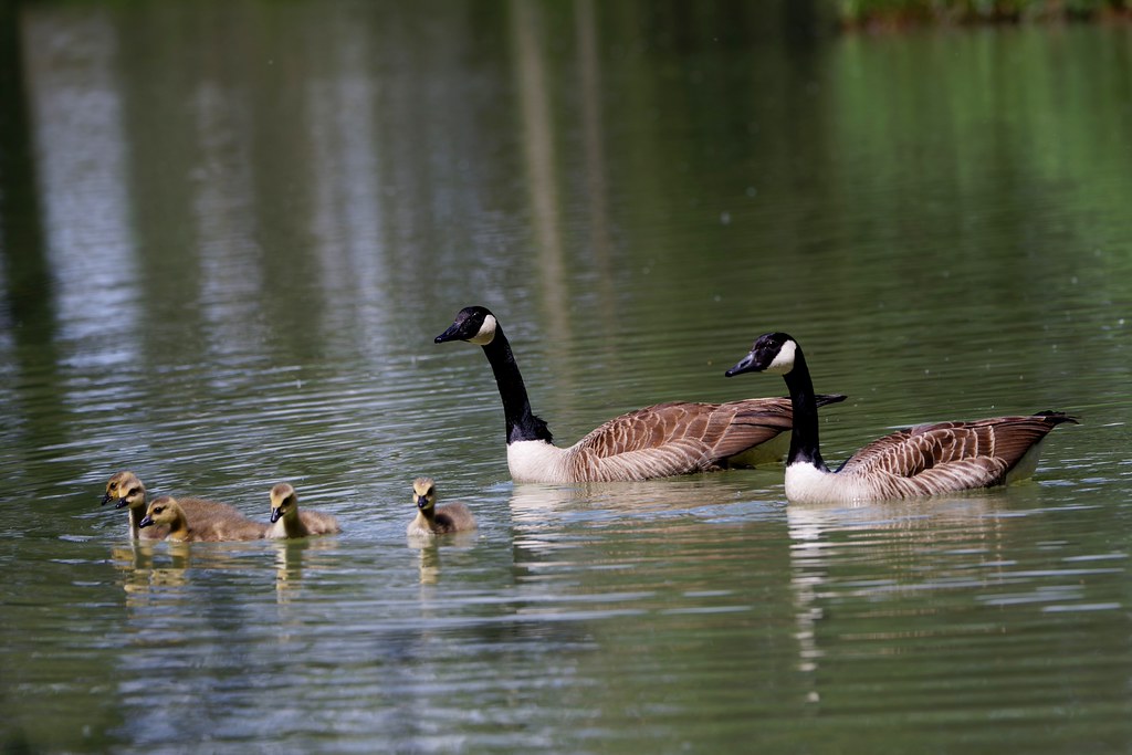 Famille Bernache du Canada