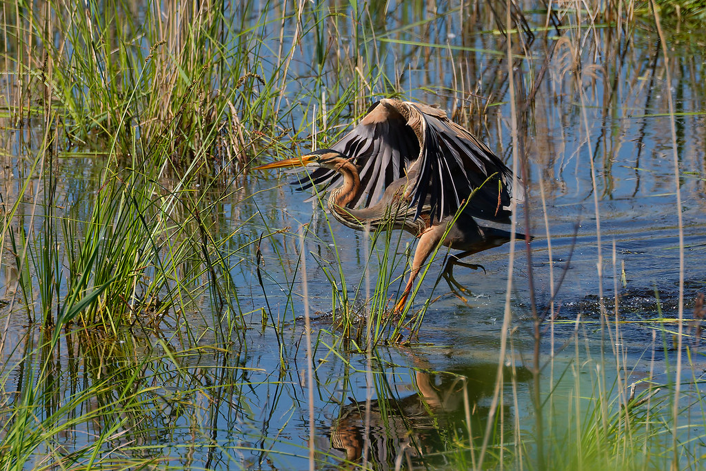 Héron pourpré/Ardea purpurea
