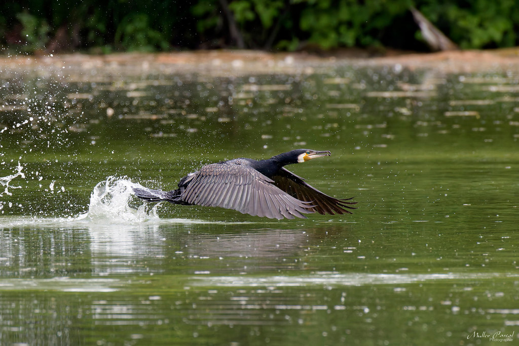 _O7A4199_DxO