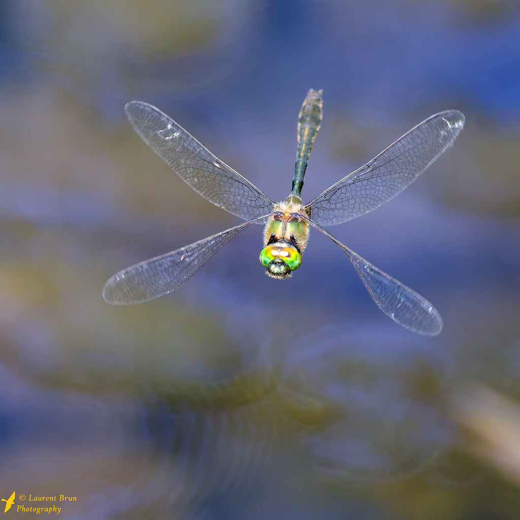 Cordulie métallique - Somatochlora metallica