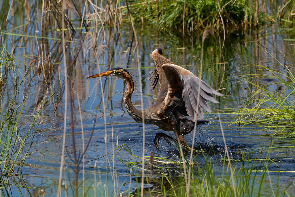 Héron pourpré/Ardea purpurea