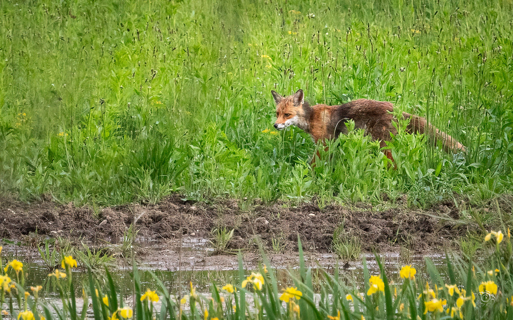 Renard