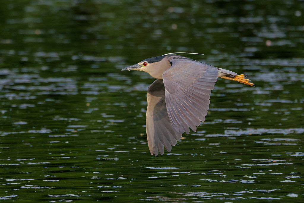 Bihoreau gris/ Nycticorax nycticorax
