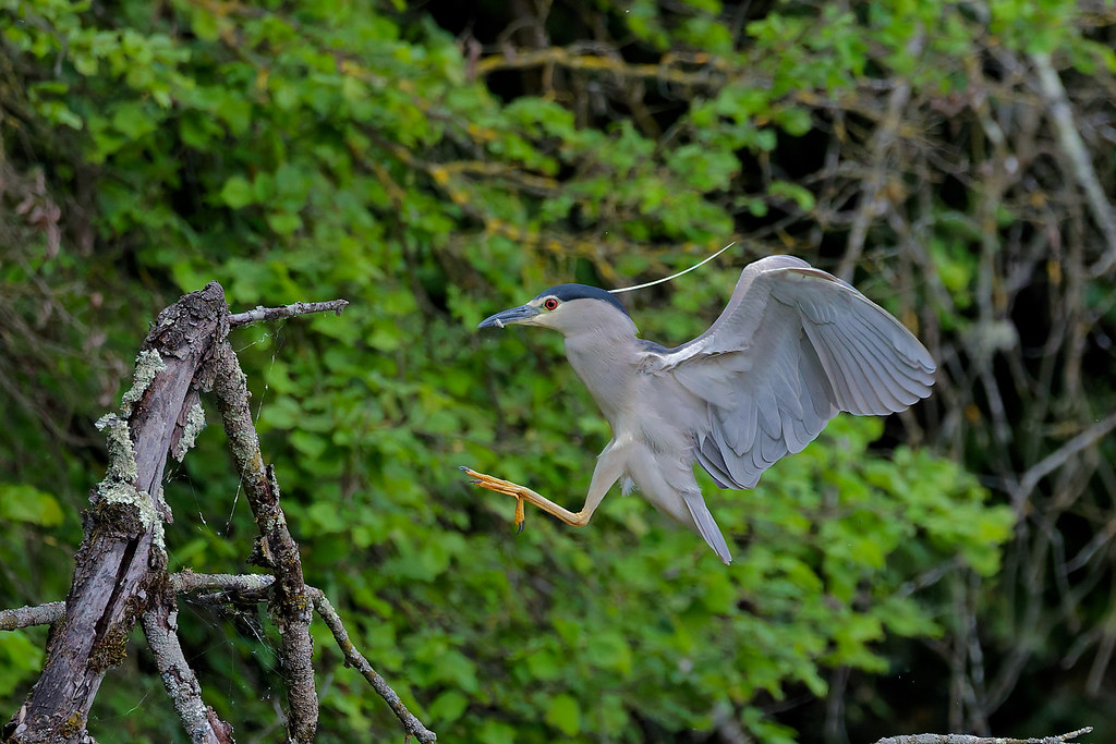 Bihoreau gris/ Nycticorax nycticorax