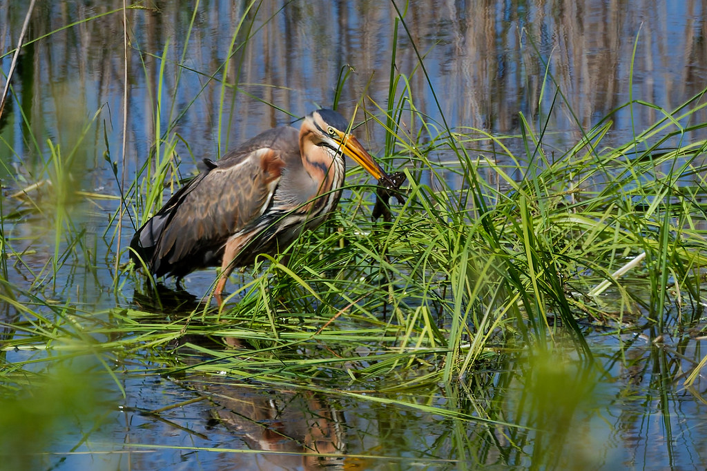 Héron pourpré/Ardea purpurea