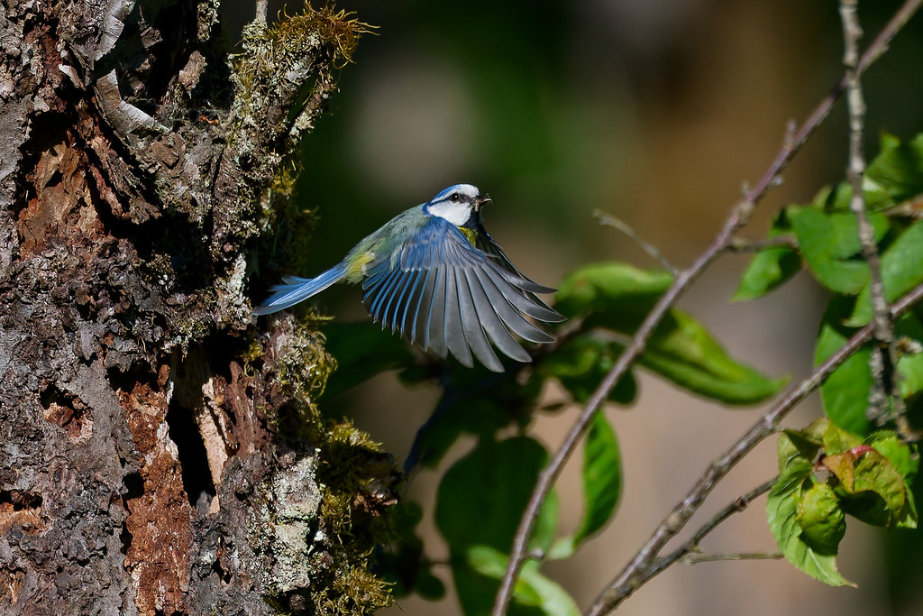 Mésange bleue/Cyanistes caeruleus