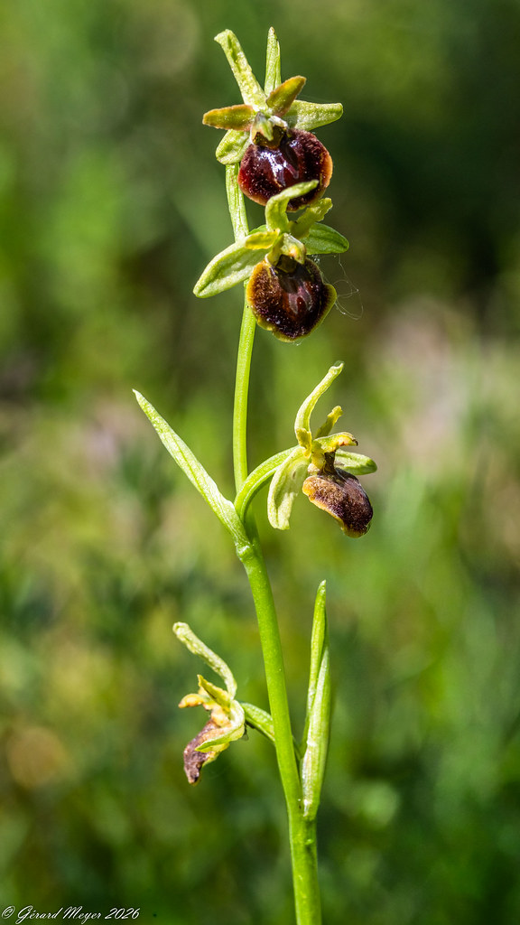 Ophrys petite araignée.