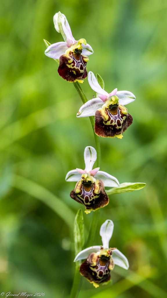 Ophrys  bourdon.