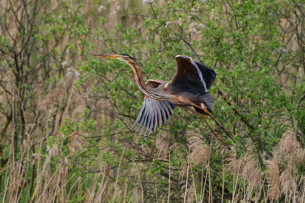 Héron pourpré/Ardea purpurea
