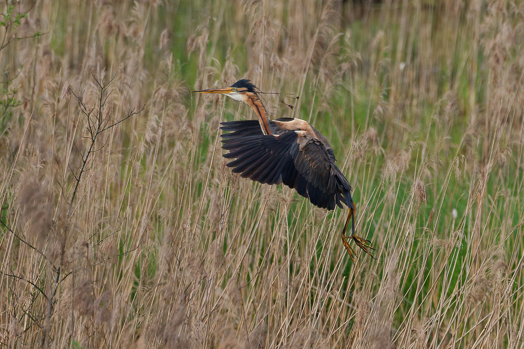 Héron pourpré/Ardea purpurea