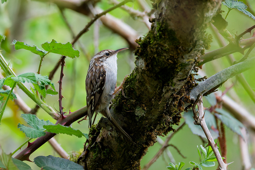 Grimpereau des jardins/Certhia brachydactyla