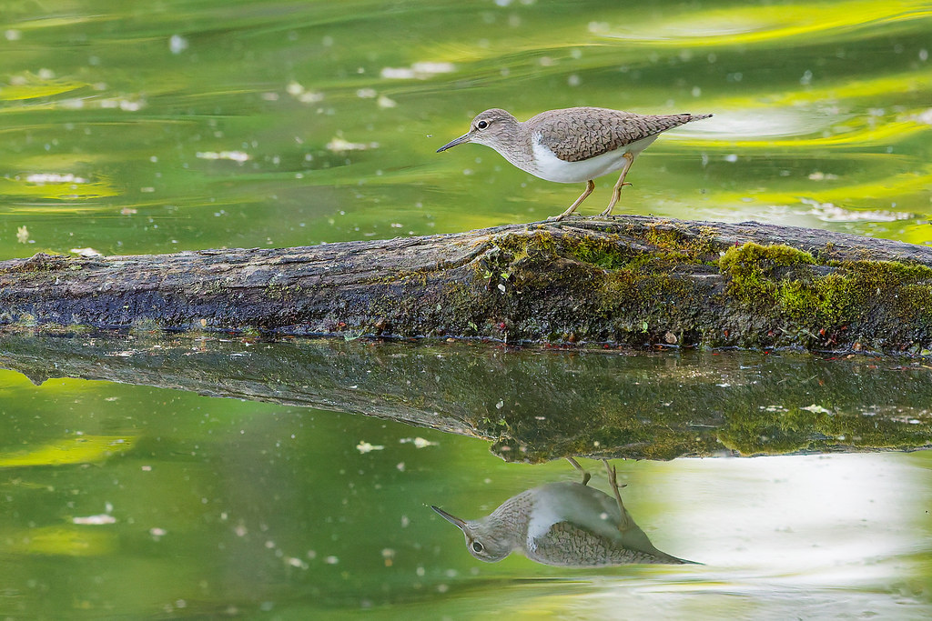 Chevalier guignette/Actitis hypoleucos