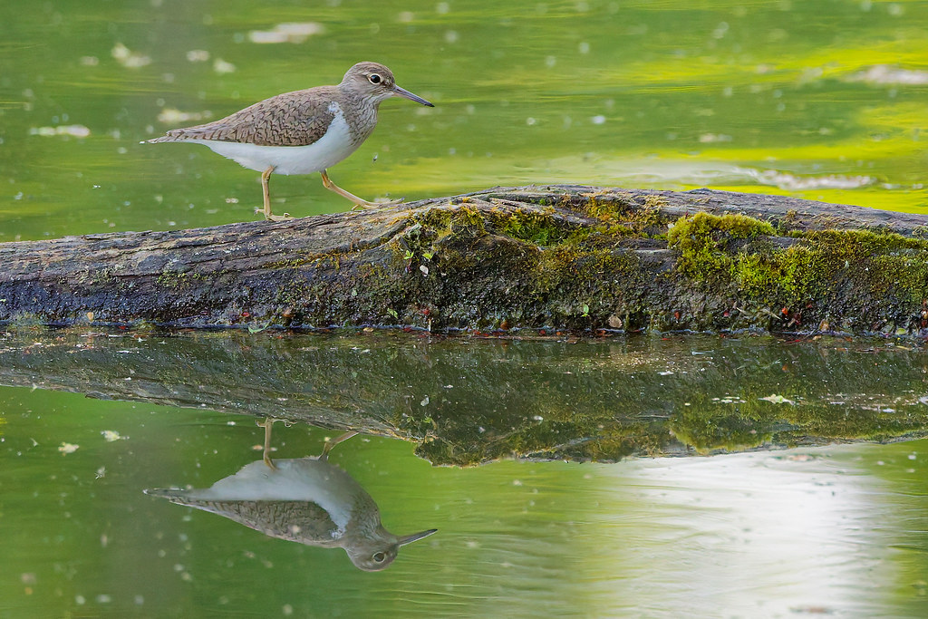 Chevalier guignette/Actitis hypoleucos