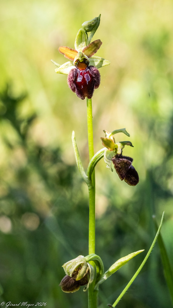 Ophrys araignée.