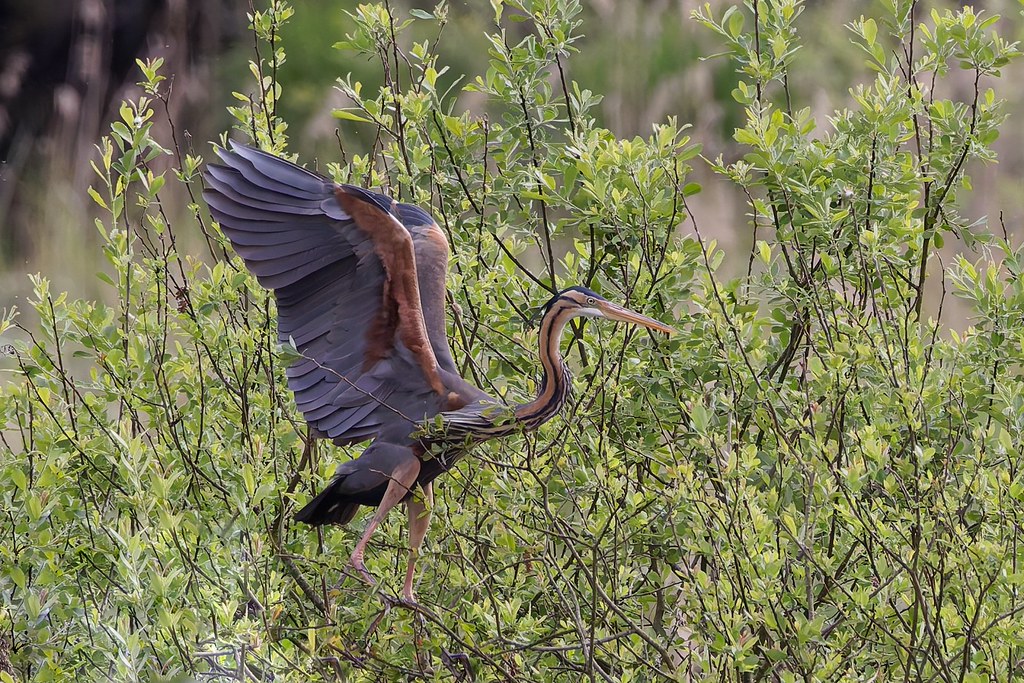 Héron pourpré – Purpurreiher – Purple Heron.  Réserve naturelle de la Petite Camargue alsacienne