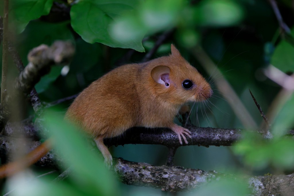 Muscardin (Muscardinus avellanarius)