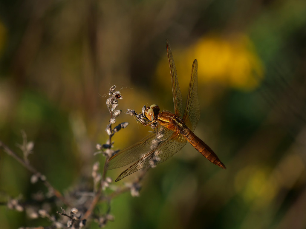 Feuerlibelle / Westliche Feuerlibelle . Crocothemis erythraea (Brullé, 1832) . Libellule écarlate . Scarlet dragonfly . Vuurlibel