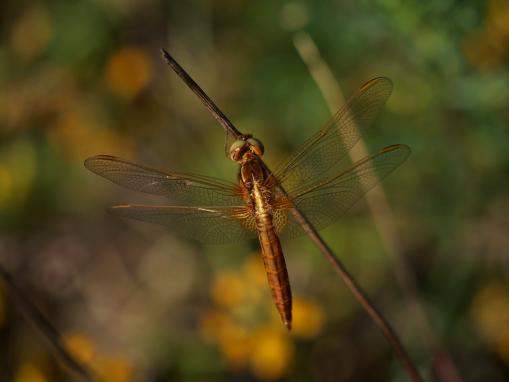 Feuerlibelle / Westliche Feuerlibelle . Crocothemis erythraea (Brullé, 1832) . Libellule écarlate . Scarlet dragonfly . Vuurlibel