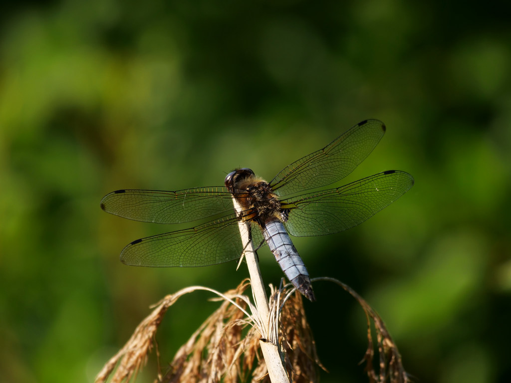 Spitzenfleck . Libellula fulva (Müller 1764) . Libellule fauve . Scarce chaser . Bruine korenbout