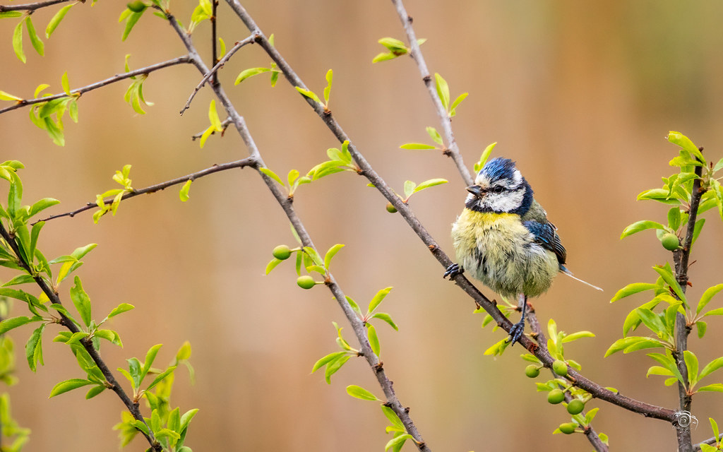 Mésange bleue