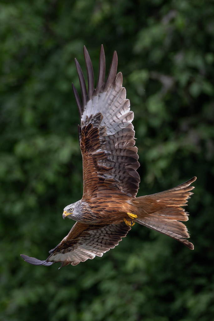 Milan royal -Milvus milvus - Red Kite