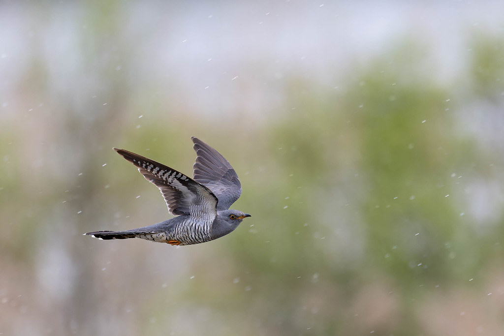 Coucou gris - Cuculus canorus - Common Cuckoo