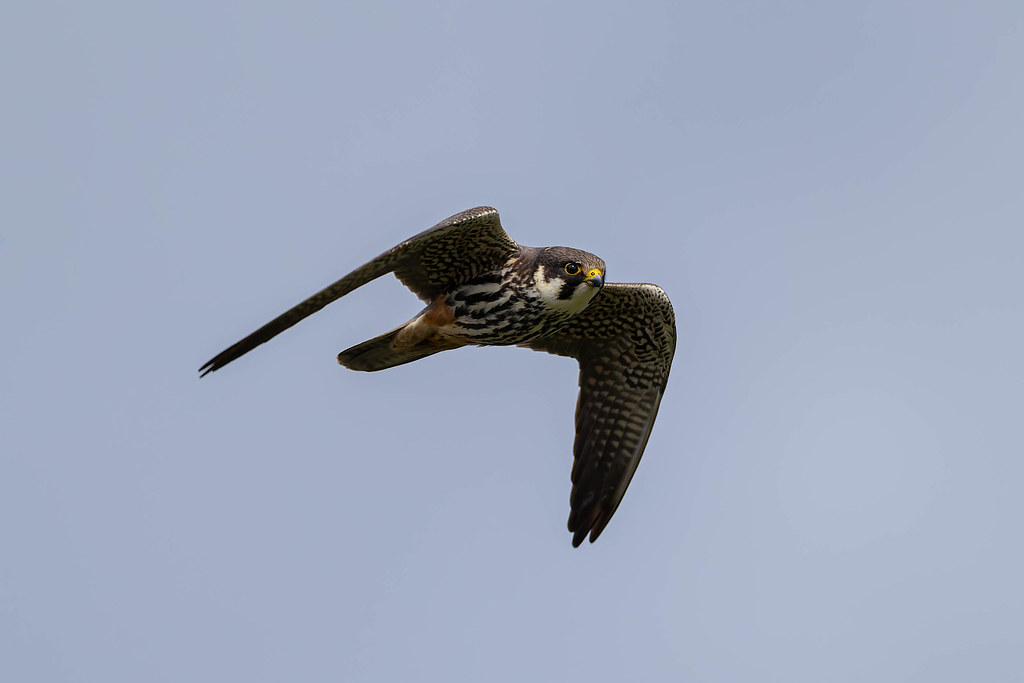 Faucon hobereau - Falco subbuteo - Eurasian Hobby