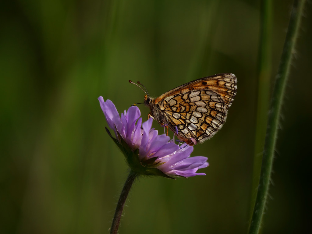 Wachtelweizen-Scheckenfalter / Gemeiner Scheckenfalter . Melitaea athalia (Rottemburg, 1775)  . Mélitée des mélampyres . Heath Fritillary . Bosparelmoervlinder