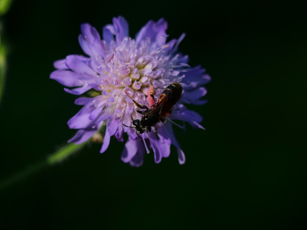 Knautien-Sandbiene . Andrena hattorfiana (Fabricius 1775) . Andrène de la scabieuse / Andrène de la knautie . Large scabious mining bee . Knautiabij