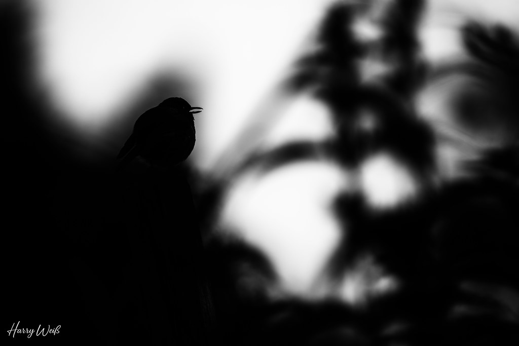 Rotkehlchen- Silhouette