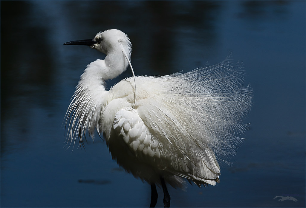 Aigrette garzette