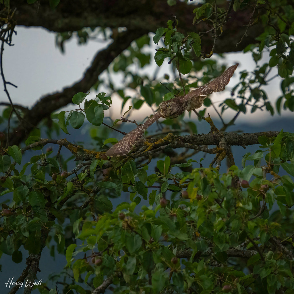 Steinkauz im Abflug