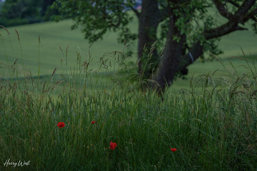 Getreidefeld mit Mohnblumen