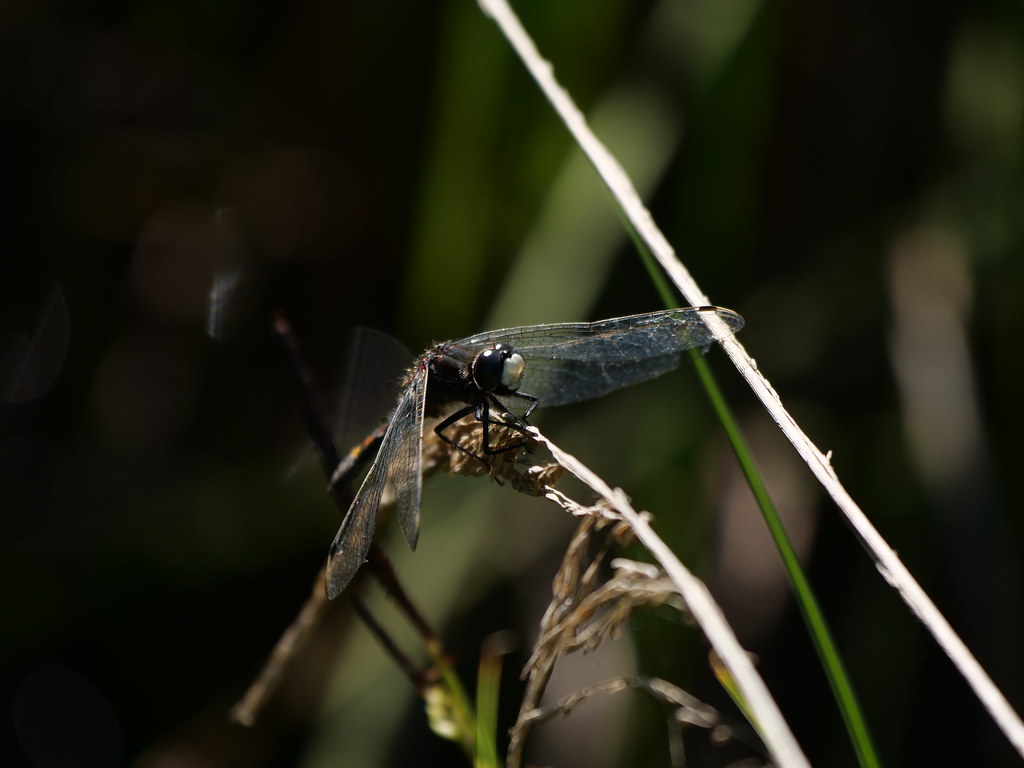 Grosse Moosjungfer . Leucorrhinia pectoralis (Charpentier 1825) . Leucorrhine à gros thorax . Large white-faced darter . Gevlekte witsnuitlibel