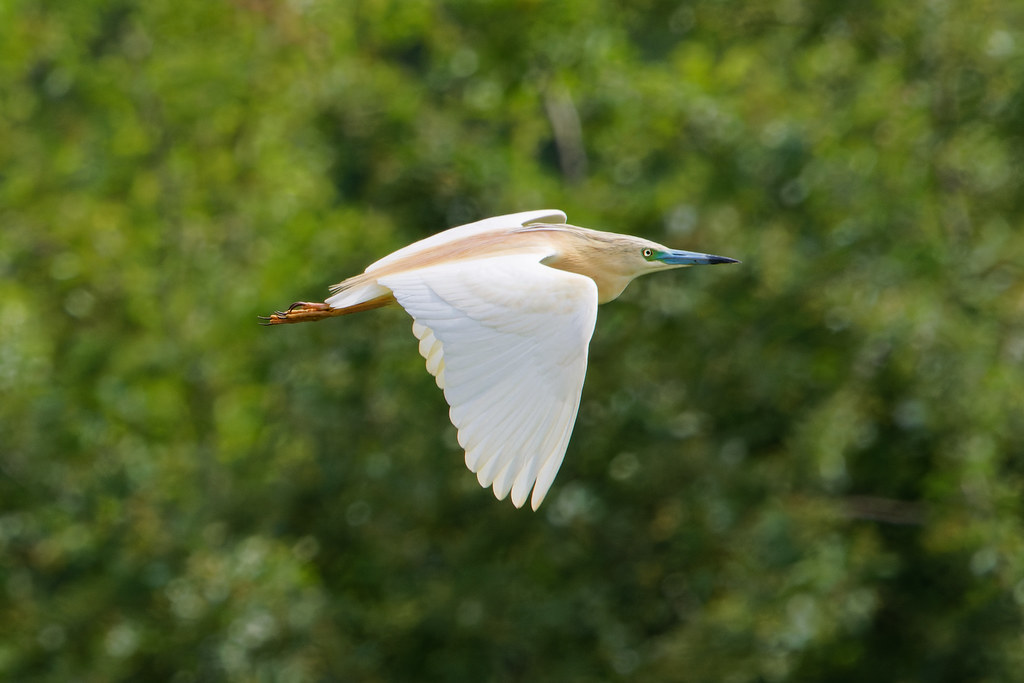 Crabier Chevelu