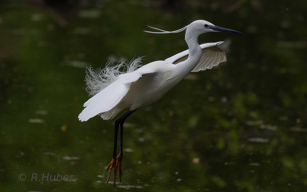 ©-R.Huber-Seidenreiher-im-Landeanflug