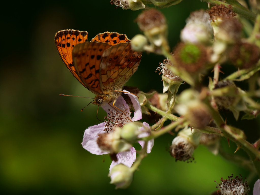Brombeer-Perlmuttfalter . Brenthis daphne (Denis & Schiffermüller, 1775) . Nacré de la ronce / Daphné . Marbled fritillary . Braamparelmoervlinder