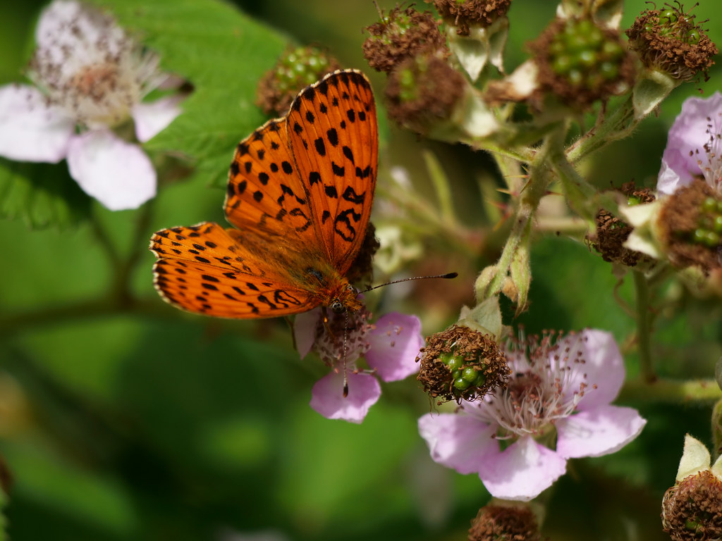 Brombeer-Perlmuttfalter . Brenthis daphne (Denis & Schiffermüller, 1775) . Nacré de la ronce / Daphné . Marbled fritillary . Braamparelmoervlinder