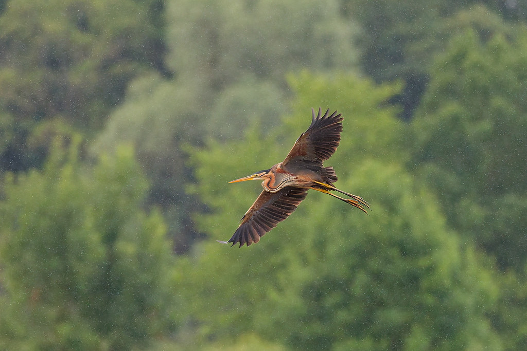 Héron pourpré  / Ardea purpurea