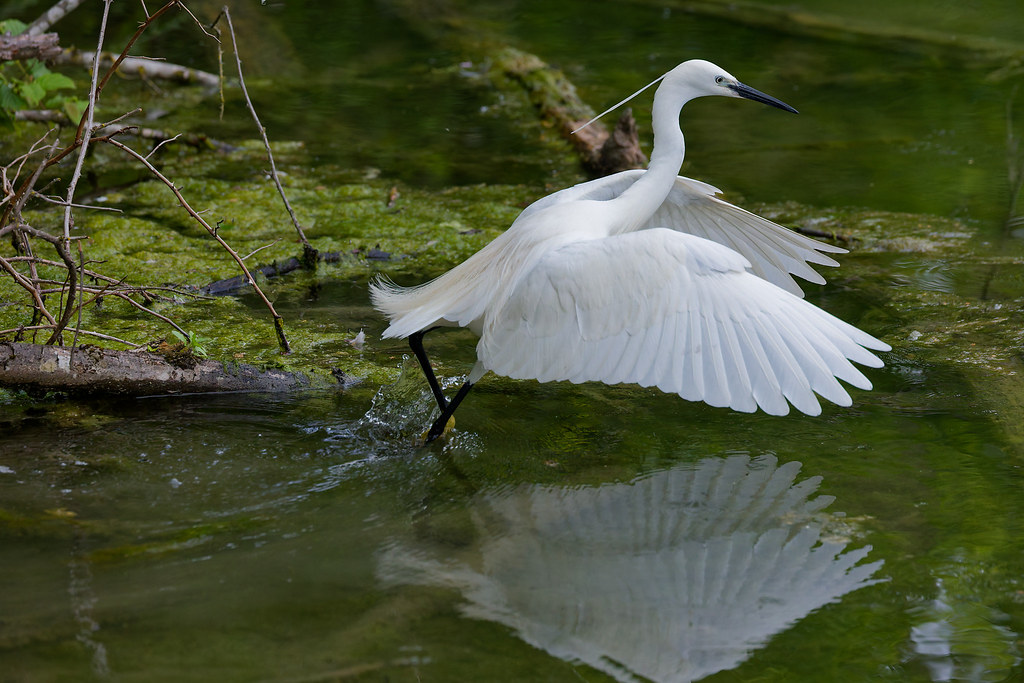 Aigrette garzette  / Egretta garzetta