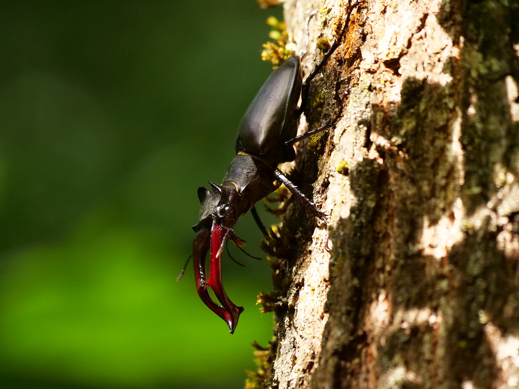 Hirschkäfer . Lucanus cervus (Linnaeus, 1758) . Cerf volant / Lucane cerf-volant . Stag beetle . Vliegend hert
