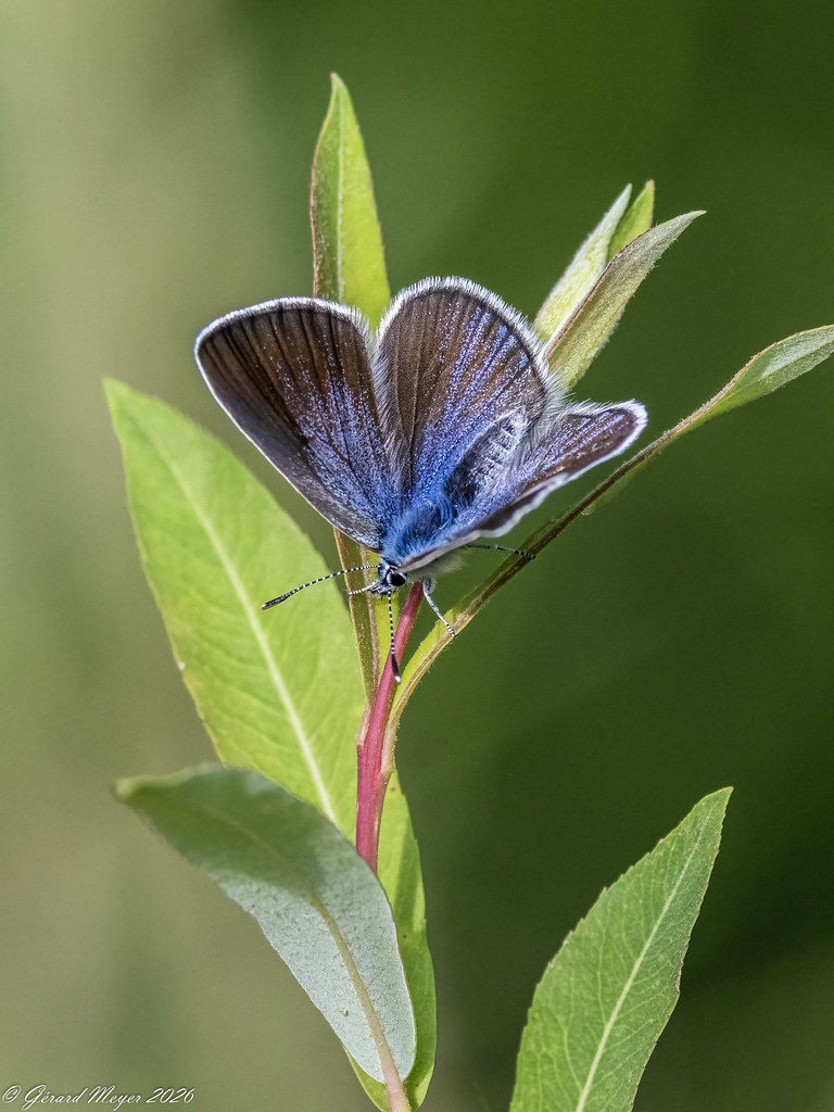 Azuré des cytises.