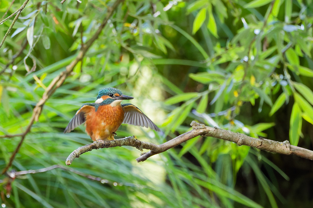 Martin-pêcheur d'Europe / Alcedo atthis