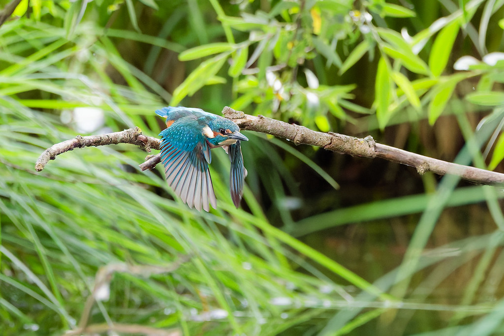 Martin-pêcheur d'Europe / Alcedo atthis