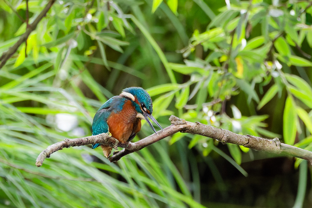 Martin-pêcheur d'Europe / Alcedo atthis