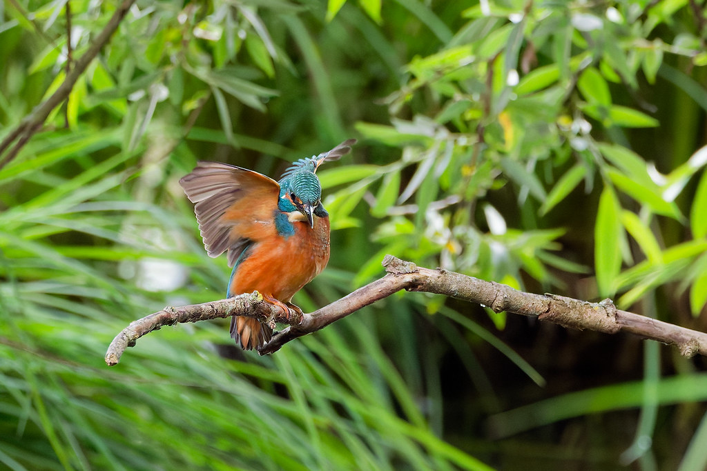 Martin-pêcheur d'Europe / Alcedo atthis