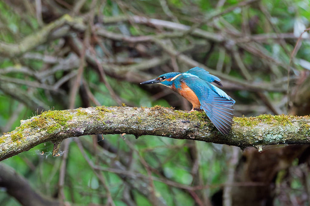Martin-pêcheur d'Europe / Alcedo atthis